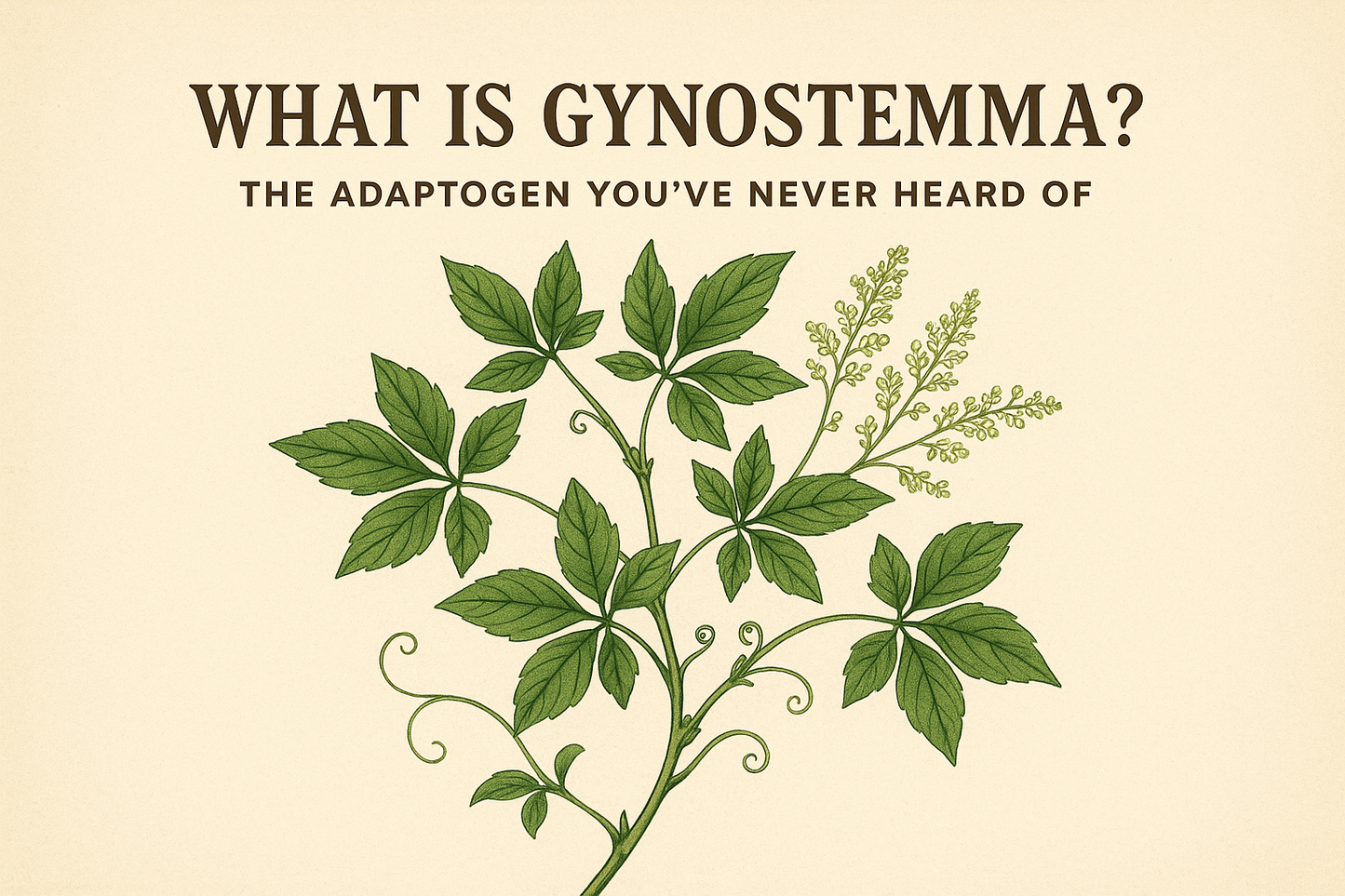 🌿 What Is Gynostemma? The Adaptogen You’ve Never Heard Of