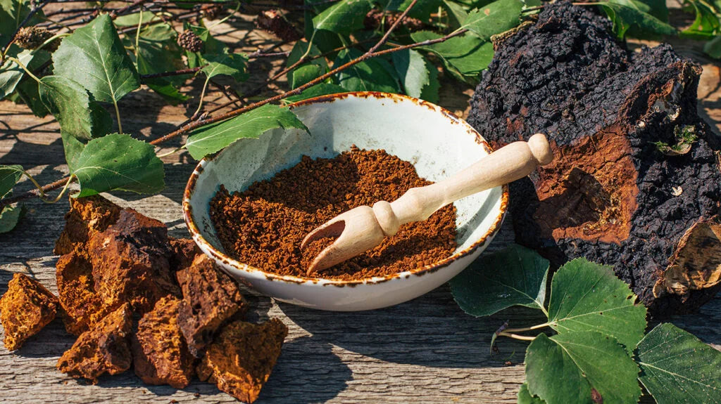 Chaga mushroom growing on a birch tree in the forest, traditionally used as an adaptogenic functional mushroom