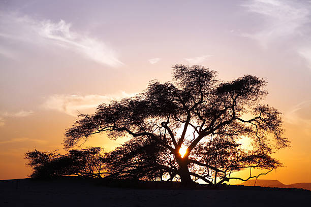 Mesquite - The Miracle Pod of the Desert